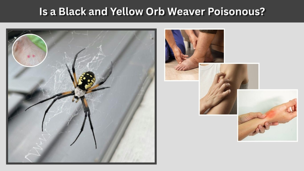 Is a Black and Yellow Orb Weaver Poisonous?