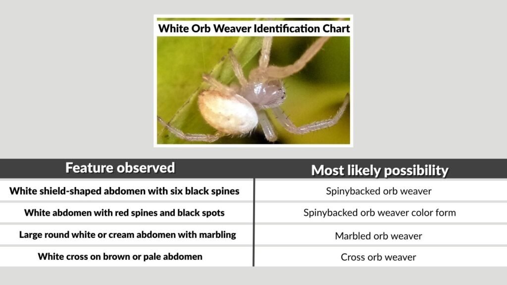 White Orb Weaver Identification Chart