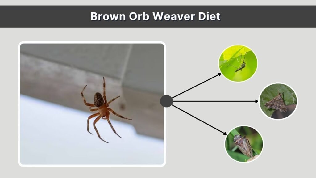Brown Orb Weaver Diet
