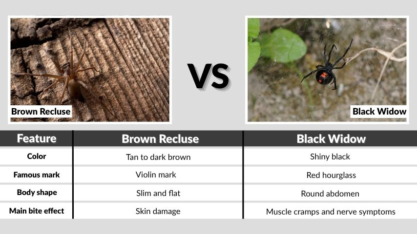 Brown Recluse vs Black Widow