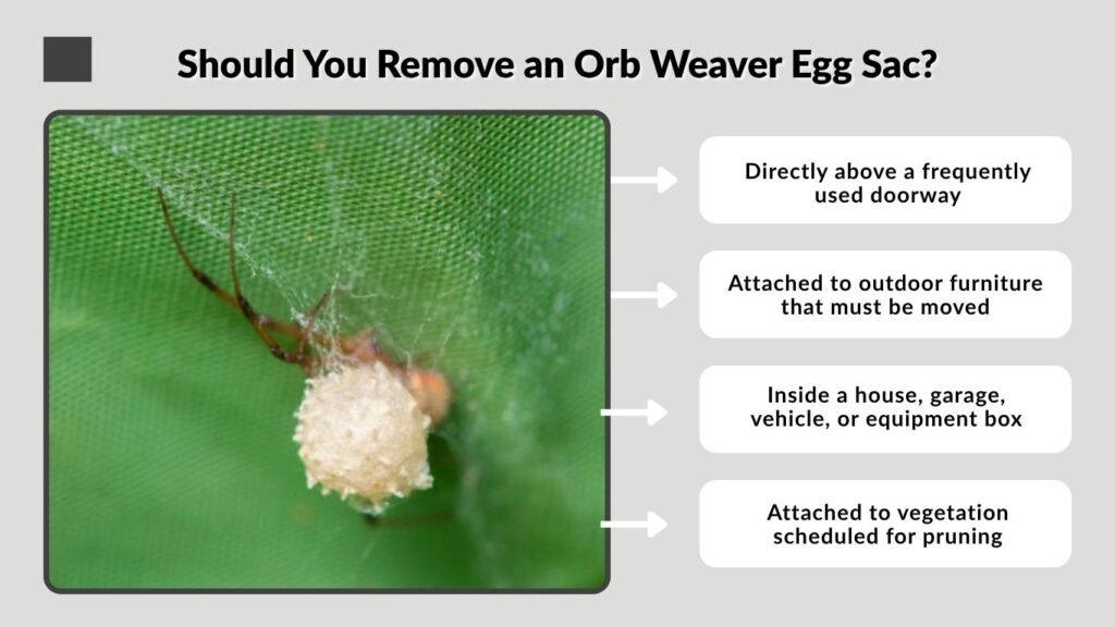 Should You Remove an Orb Weaver Egg Sac?