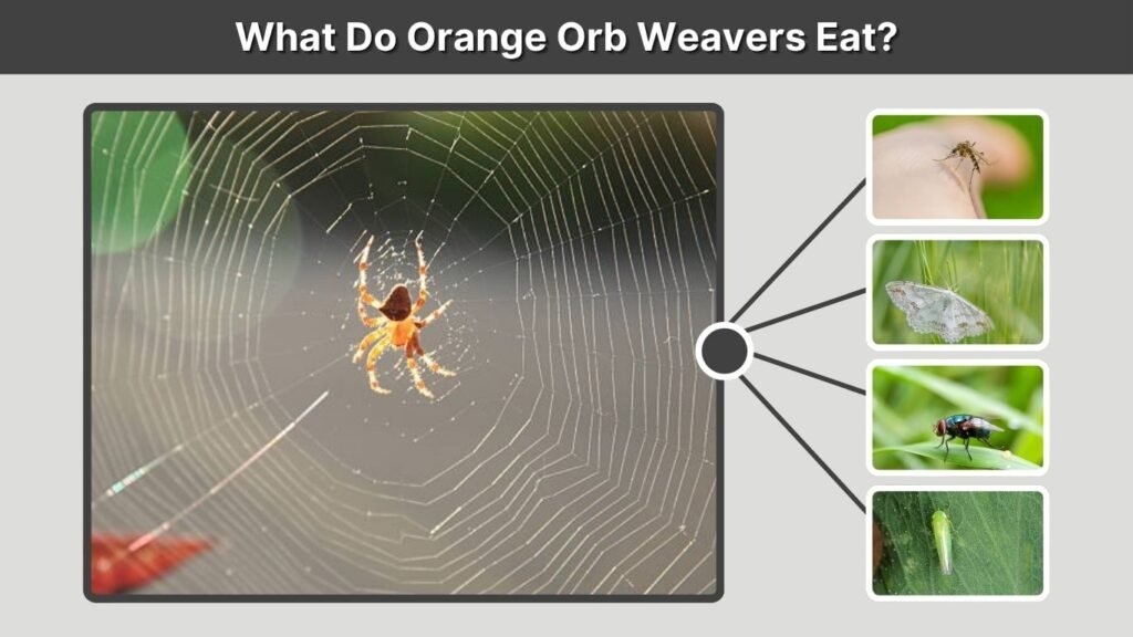 What Do Orange Orb Weavers Eat?