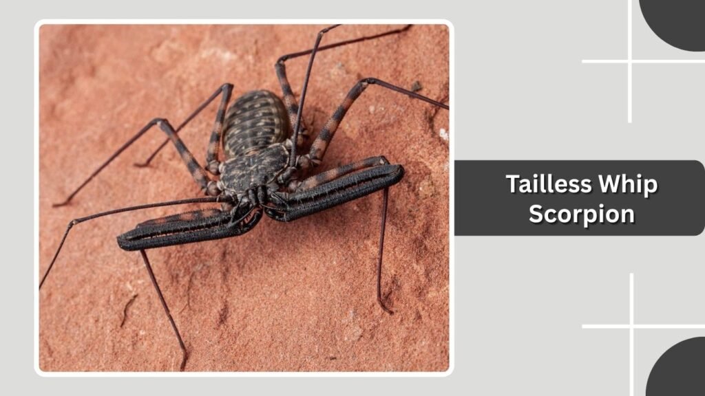 Tailless Whip Scorpion