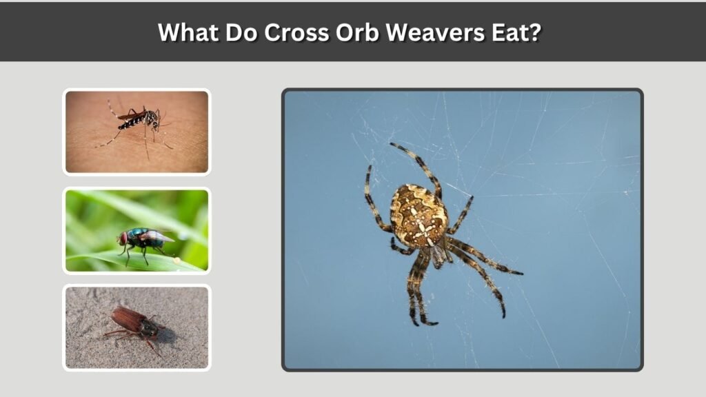 What Do Cross Orb Weavers Eat?
