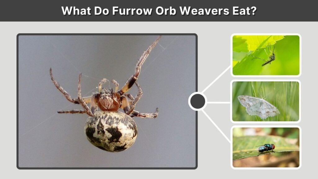What Do Furrow Orb Weavers Eat?