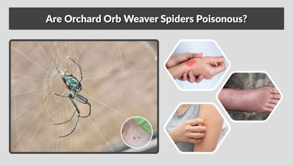 Are Orchard Orb Weaver Spiders Poisonous?