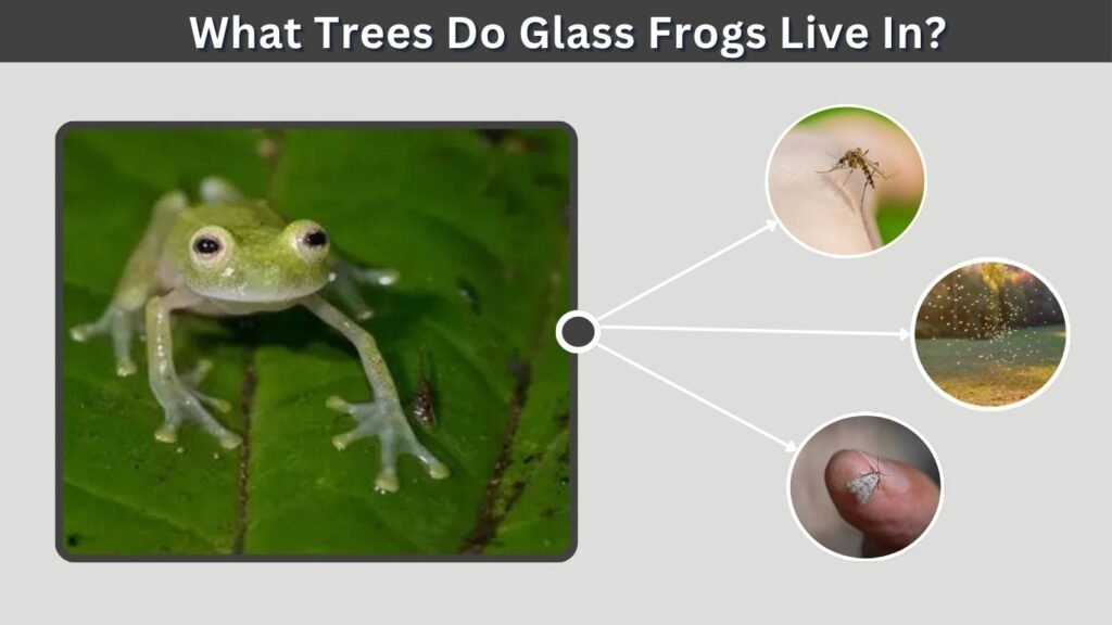 What Does a Mabel Orchard Orb-Weaver Eat?
