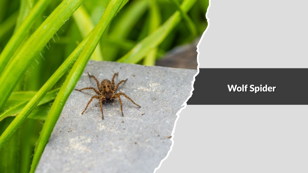 Wolf Spider