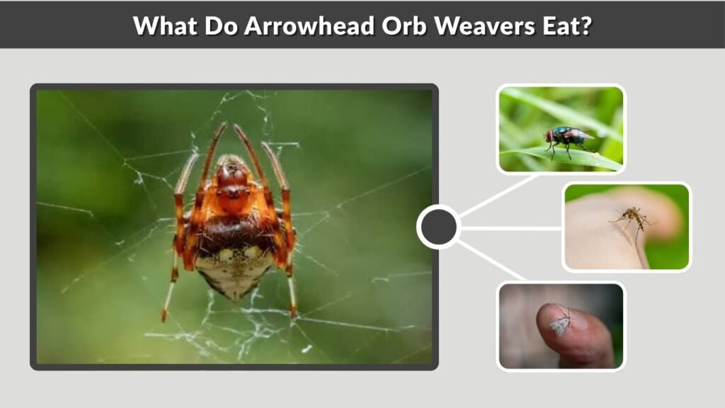 What Do Arrowhead Orb Weavers Eat?