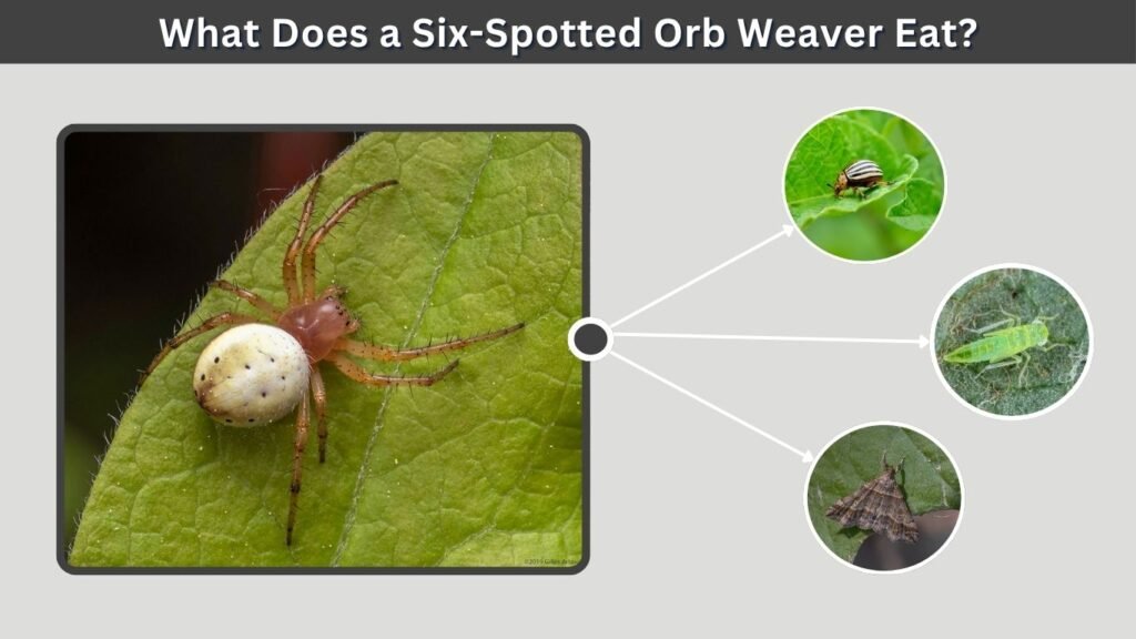 What Does a Six-Spotted Orb Weaver Eat?
