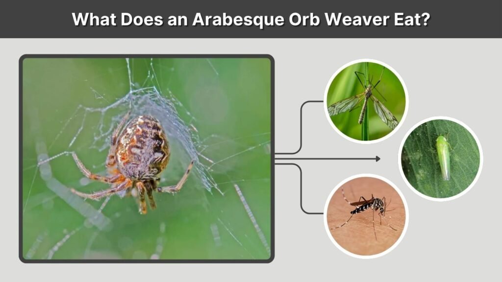 What Does an Arabesque Orb Weaver Eat?