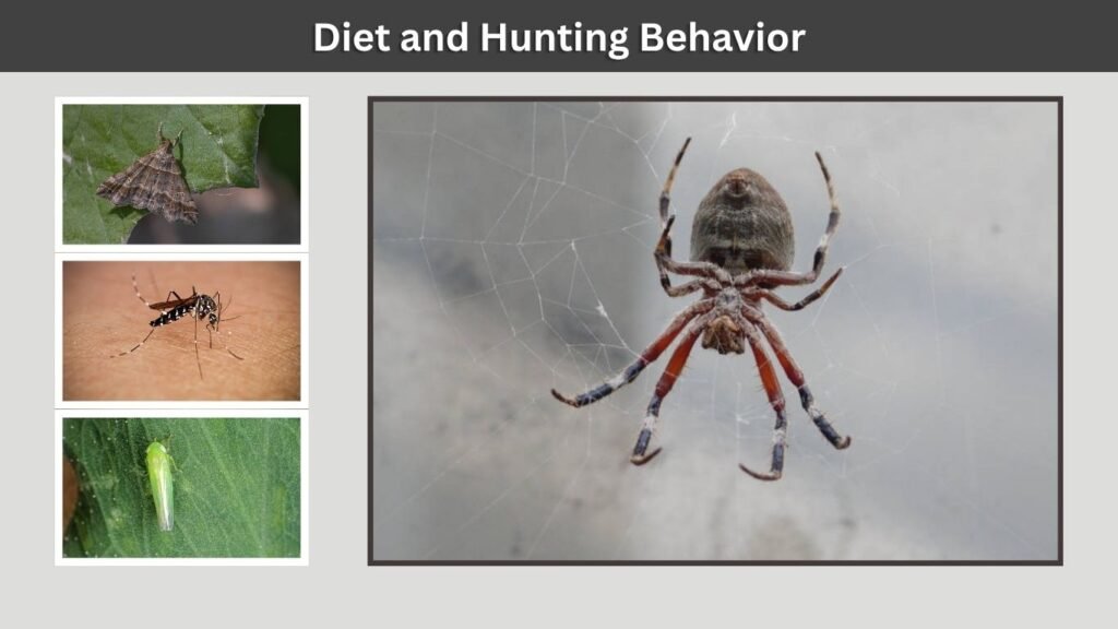 Diet and Hunting Behavior