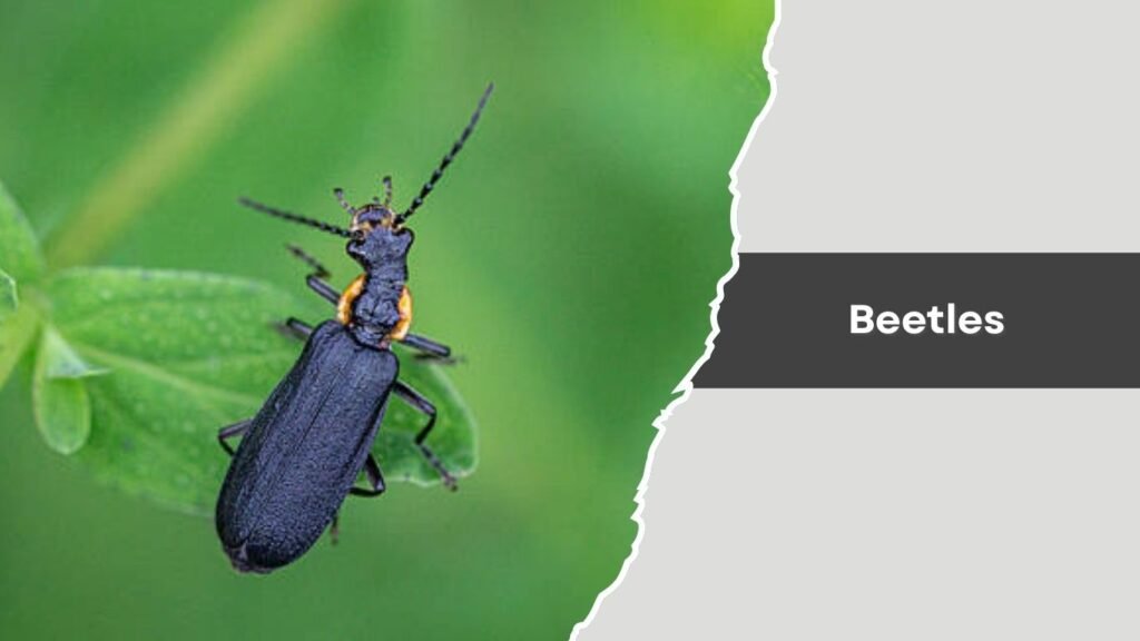 Beetles