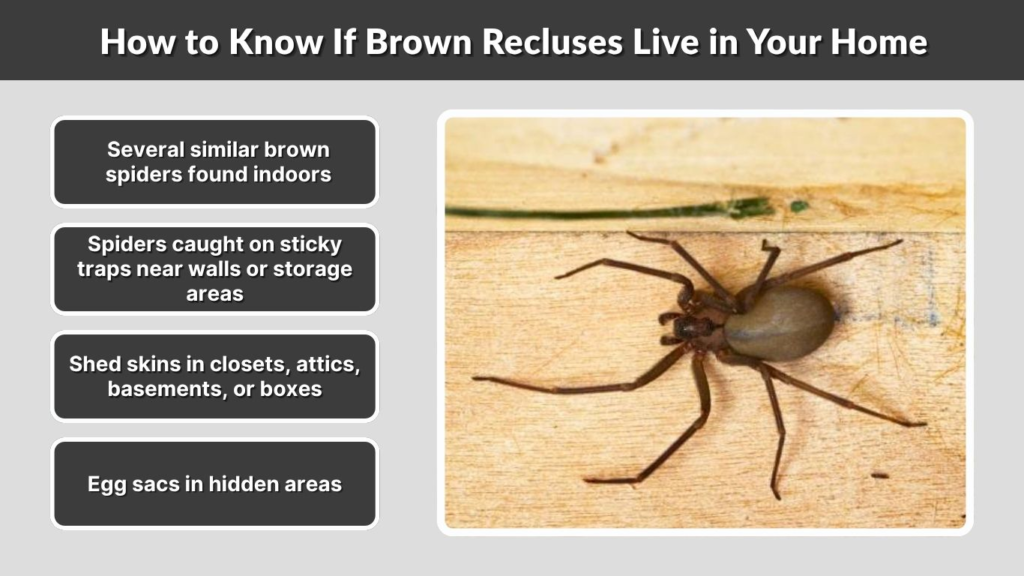 How to Know If Brown Recluses Live in Your Home