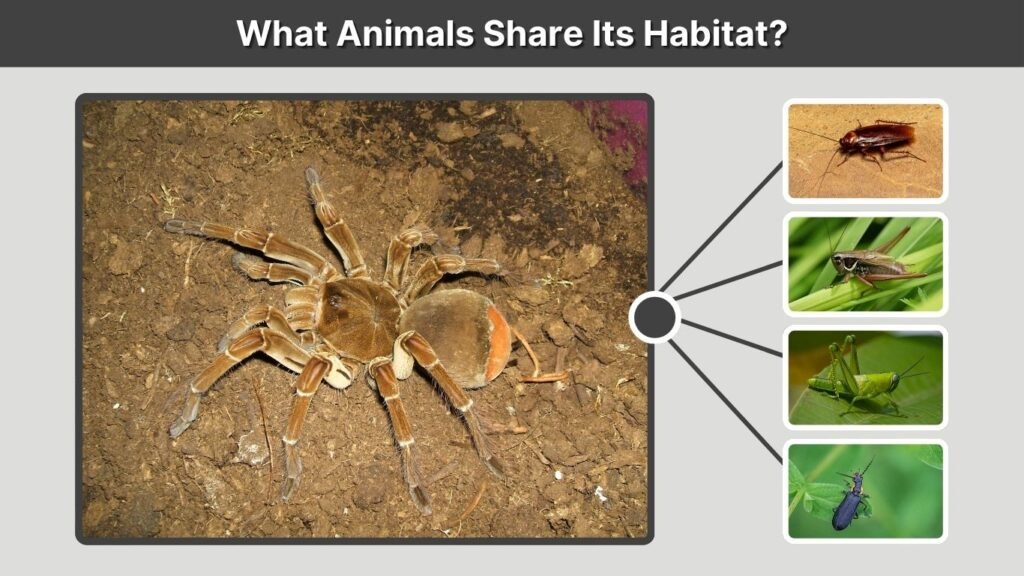 What Animals Share Its Habitat?