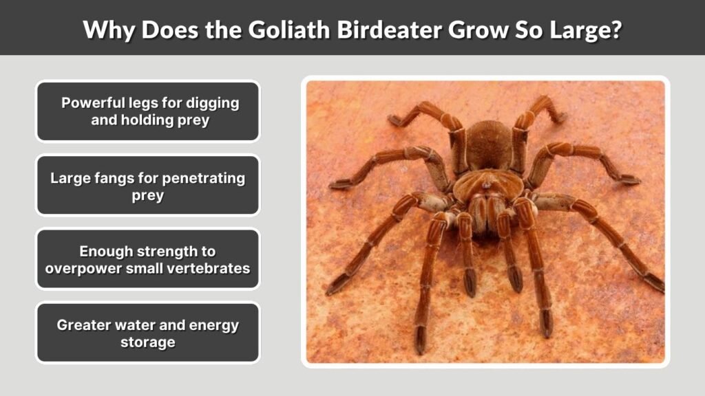 Why Does the Goliath Birdeater Grow So Large?