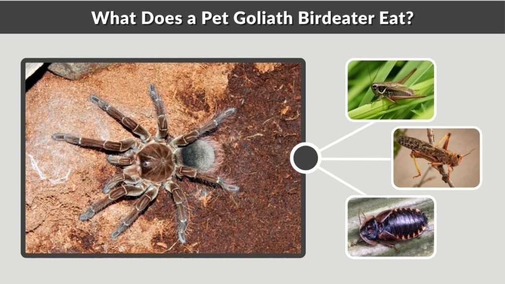 What Does a Pet Goliath Birdeater Eat?