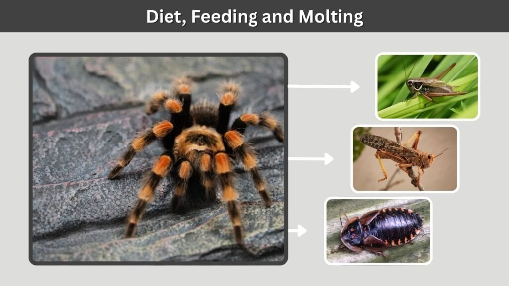 Diet, Feeding and Molting