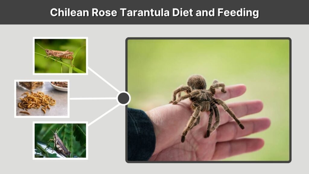 Chilean Rose Tarantula Diet and Feeding