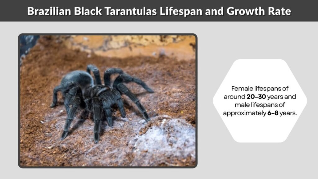 Brazilian Black Tarantulas Lifespan and Growth Rate