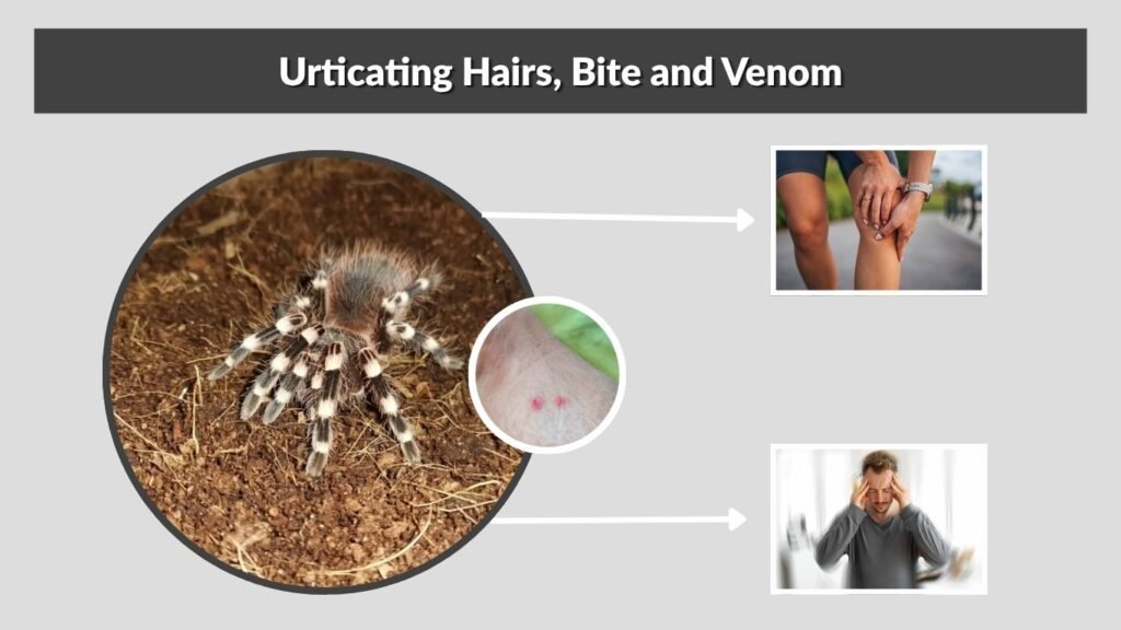 Urticating Hairs, Bite and Venom