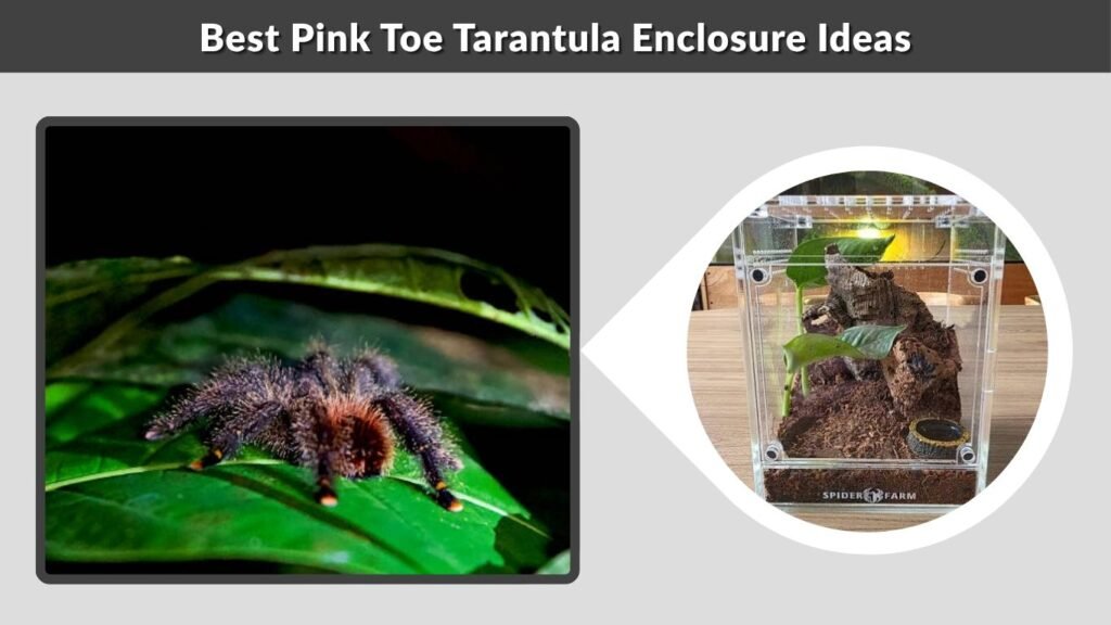 Best Pink Toe Tarantula Enclosure Ideas