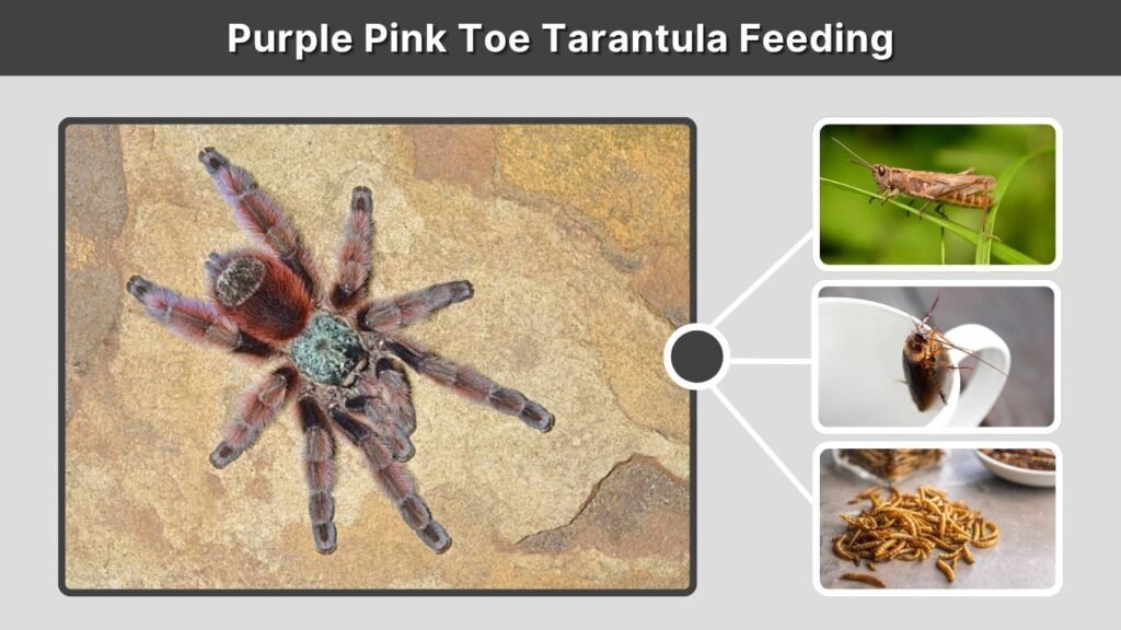 Purple Pink Toe Tarantula Feeding