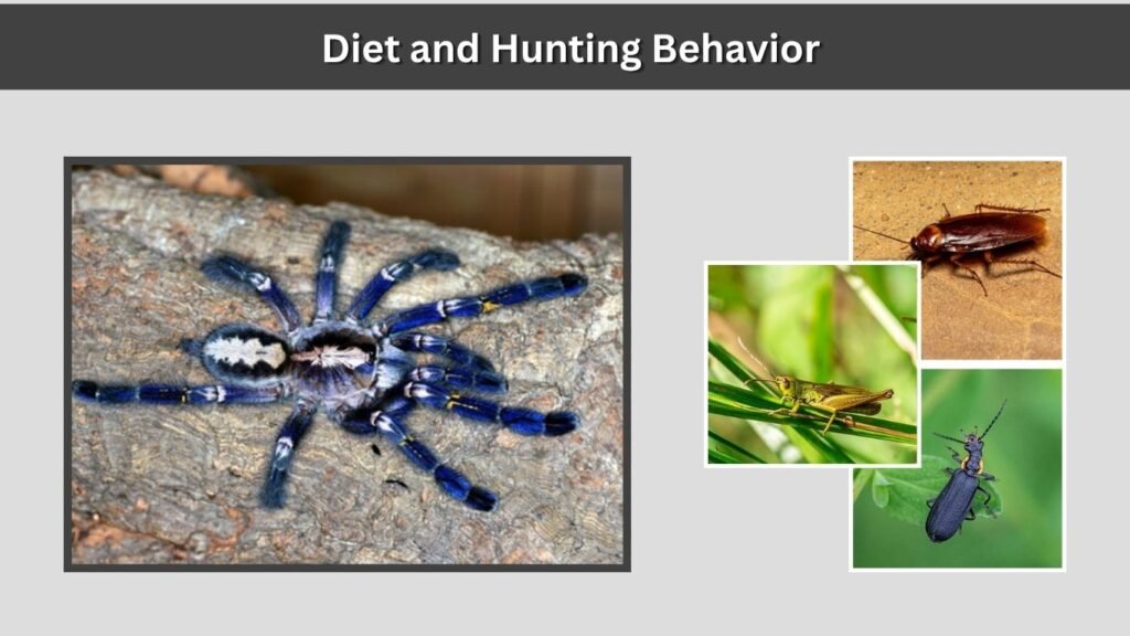 Diet and Hunting Behavior