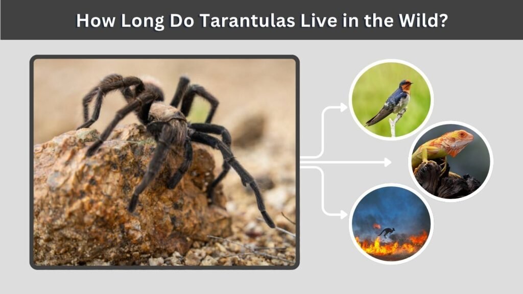 How Long Do Tarantulas Live in the Wild?