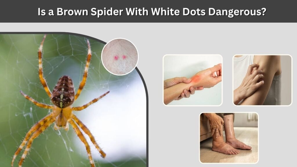 Is a Brown Spider With White Dots Dangerous?