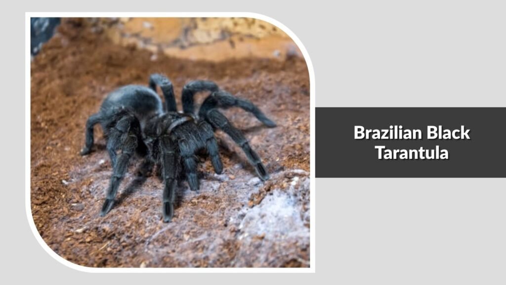 Brazilian Black Tarantula