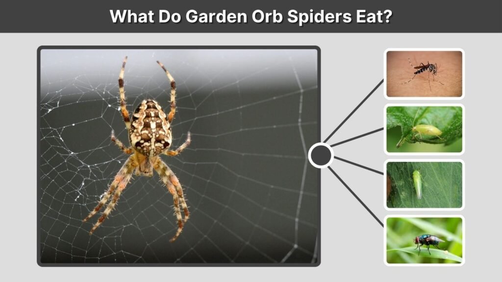 What Do Garden Orb Spiders Eat?
