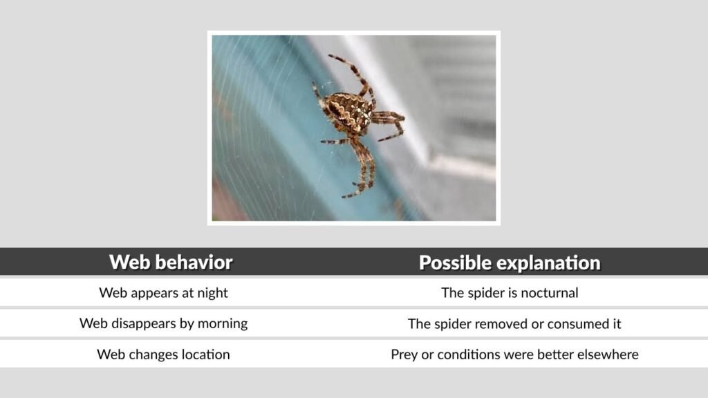 Do Garden Spiders Rebuild Their Webs Every Night?