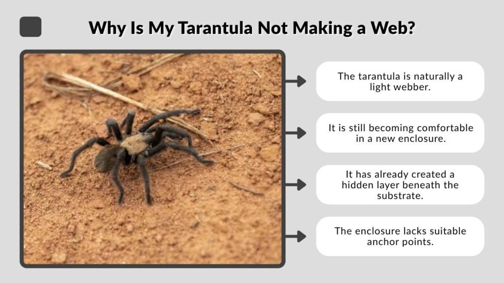 Why Is My Tarantula Not Making a Web?