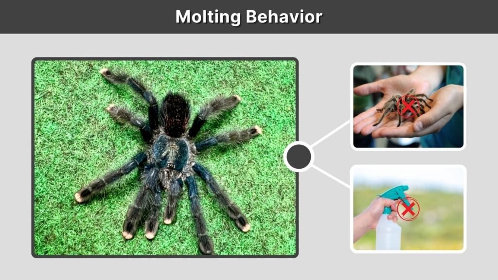 Molting Behavior