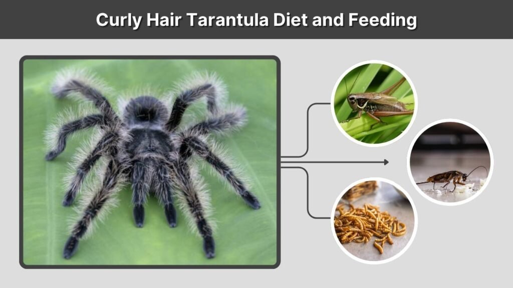 Curly Hair Tarantula Diet and Feeding