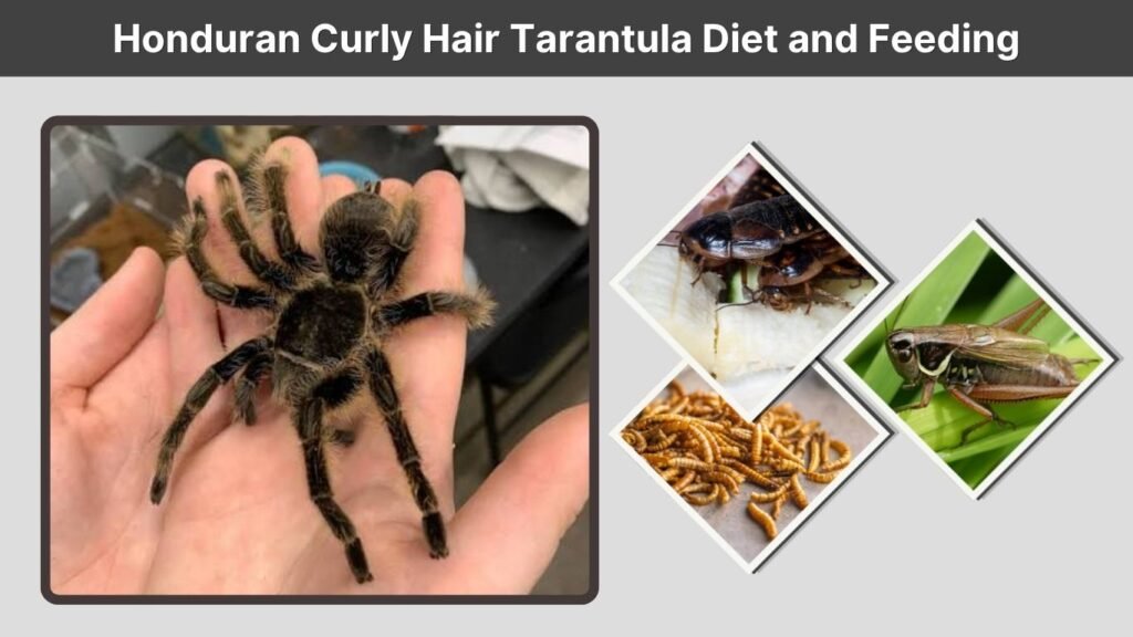 Honduran Curly Hair Tarantula Diet and Feeding