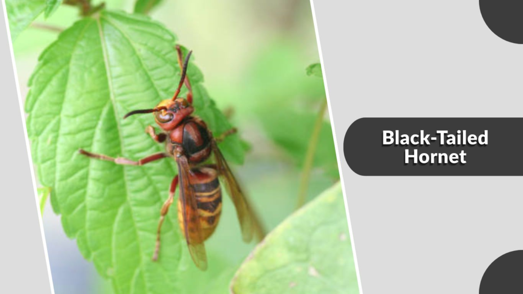 Black-Tailed Hornet