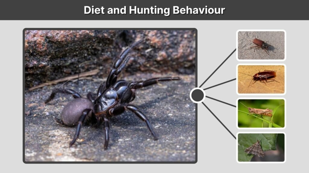 Diet and Hunting Behaviour