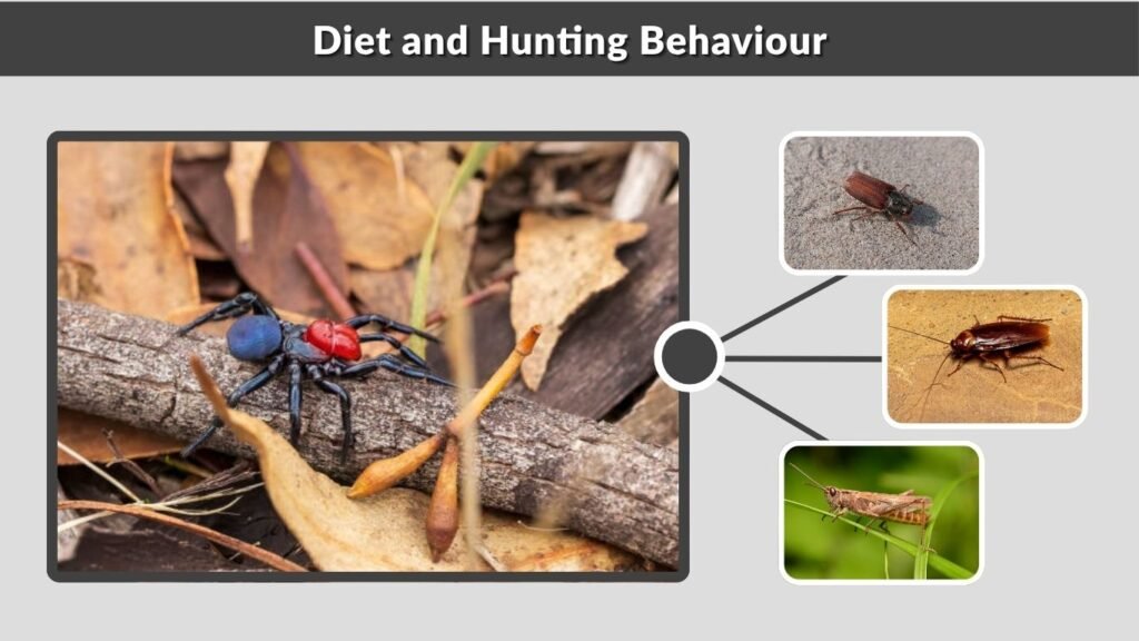 Diet and Hunting Behaviour