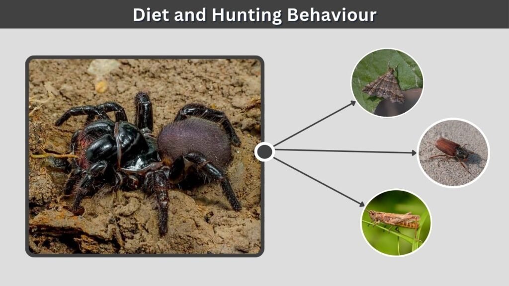 Diet and Hunting Behaviour