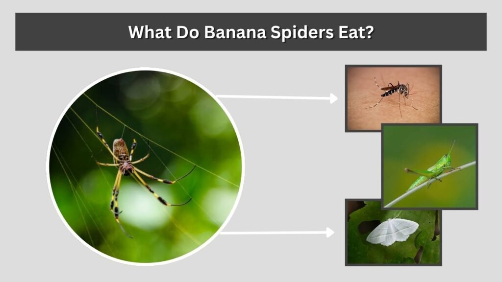 What Do Banana Spiders Eat?