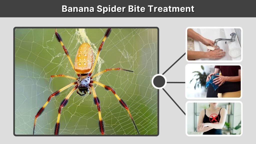 Banana Spider Bite Treatment