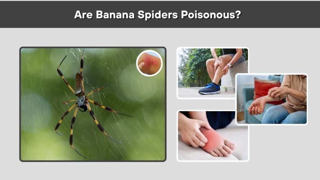 Are Banana Spiders Poisonous?