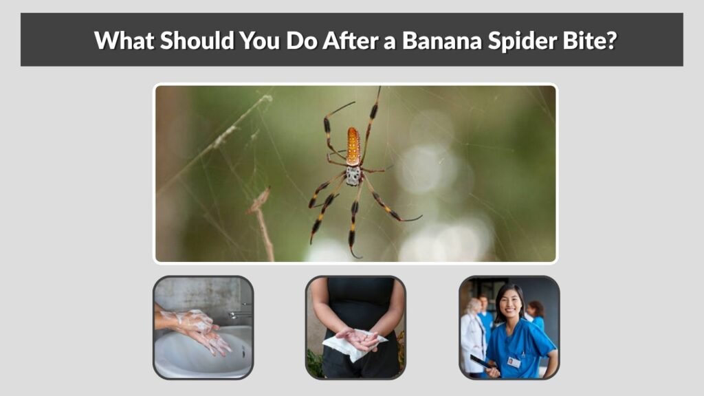 What Should You Do After a Banana Spider Bite?