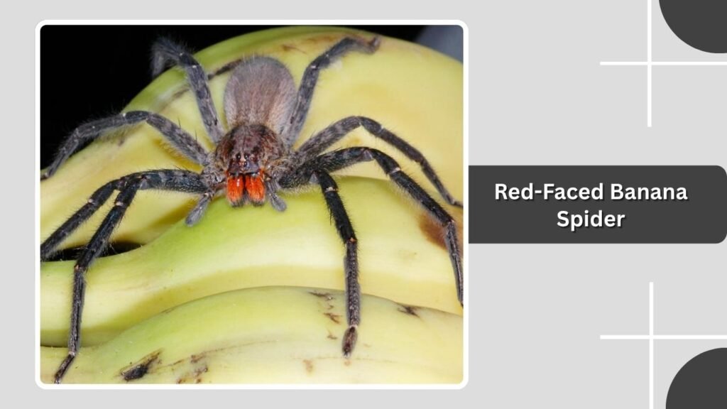 Red-Faced Banana Spider
