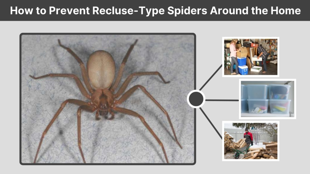 How to Prevent Recluse-Type Spiders Around the Home