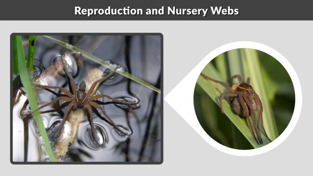 Reproduction and Nursery Webs