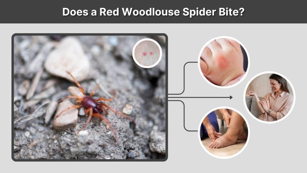 Does a Red Woodlouse Spider Bite?