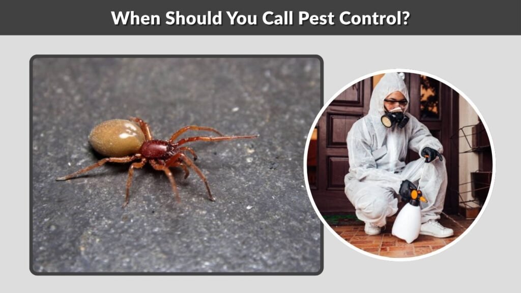 When Should You Call Pest Control?